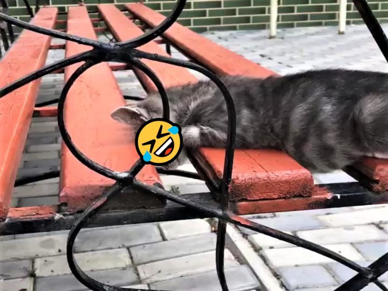 國外一女子發現長椅上有一隻貓咪（圖／FB@Aynur Taghizade）