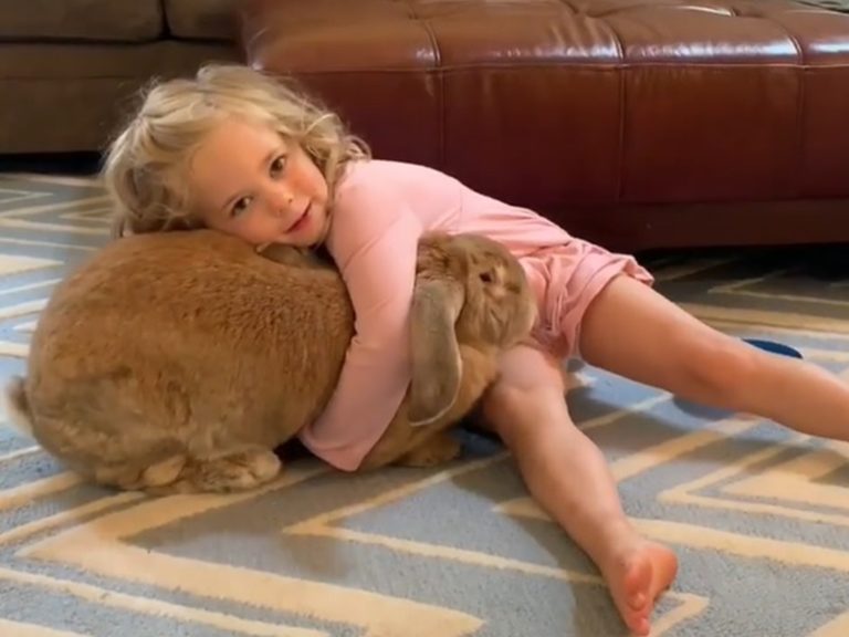 ９公斤「巨無霸兔兔」實現小女孩養寵物的心願
