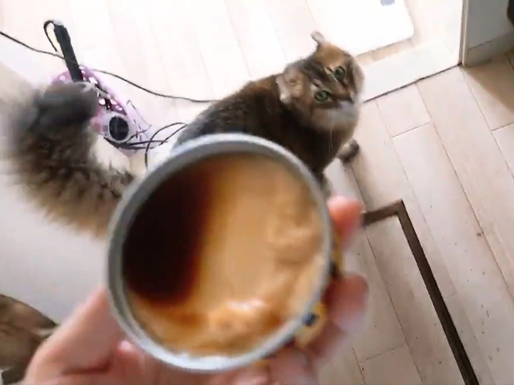 貓奴打開布丁準備開吃　貓主子誤當貓罐不斷舔舌：偶要吃