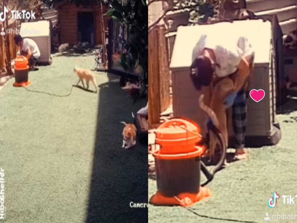 女子在打掃時，突然一隻橘貓走上前擁抱她（圖／IG@hiba_juneidi）