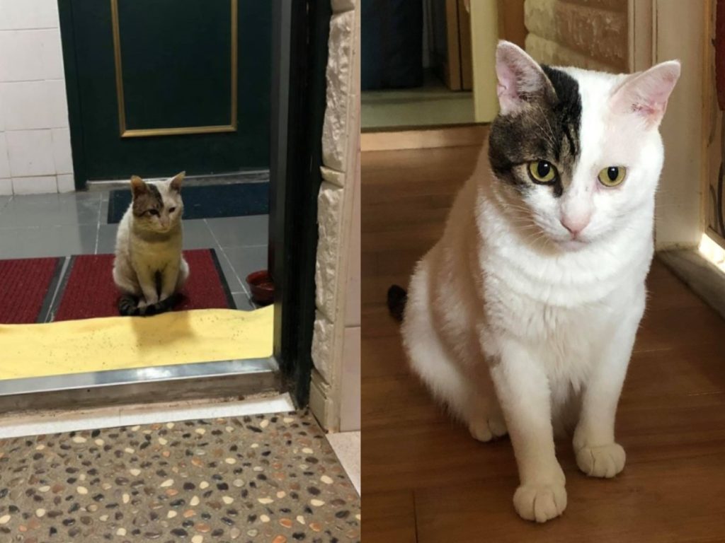 網友江小可在自家門前遇見浪貓（圖／網友江小可授權提供）