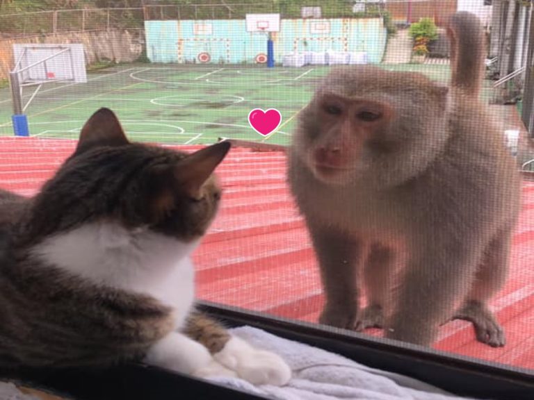 網友Man Man Cheang家的貓咪日前遇見野生猴子來拜訪（圖／網友Man Man Cheang授權提供）