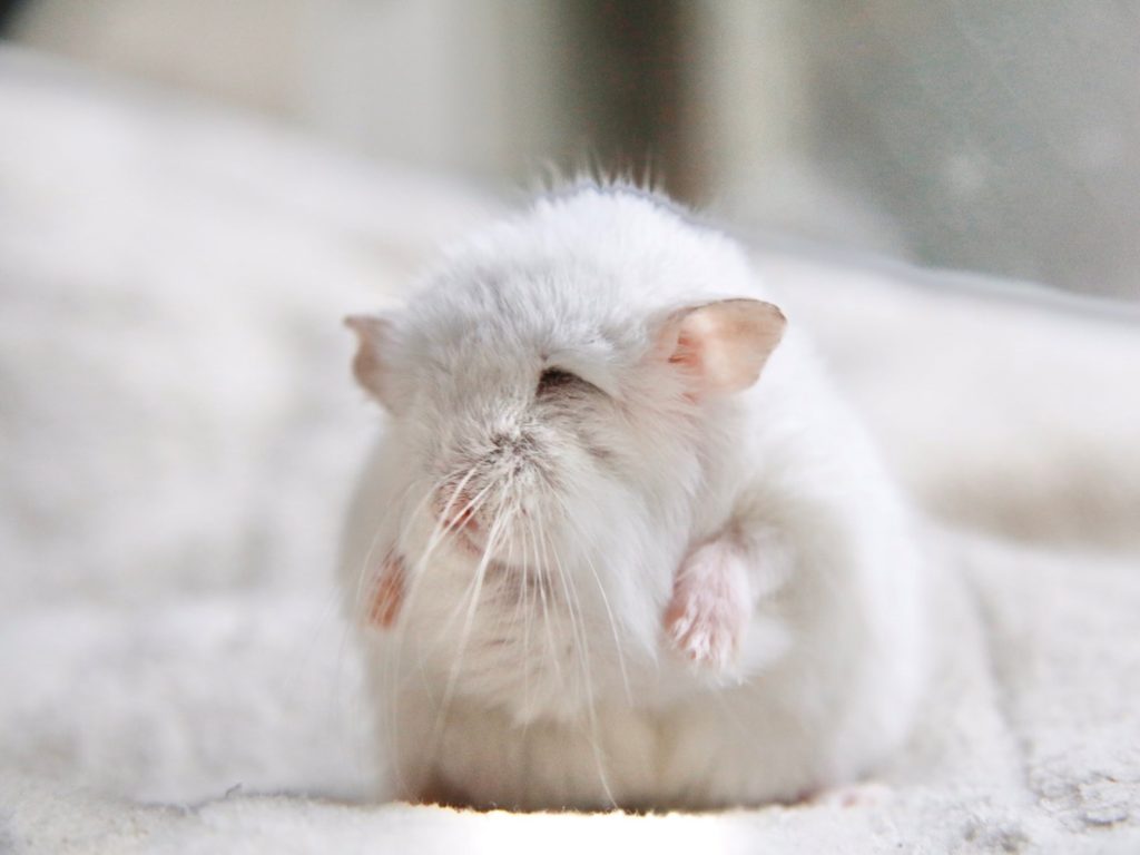 日本驚見老爺爺「倉鼠」推特熱傳，網友：倉鼠村的村長？（圖／Twitter@junso6985）