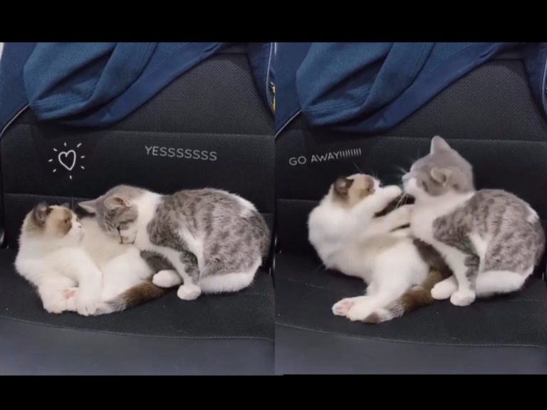 虎斑貓想靠在布偶貓身上一起睡覺卻被打臉（圖／IG@te.kitties）