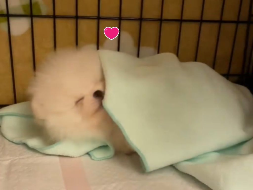 兩個多月大的「燒麻糬」竟然會自己蓋被睡覺（圖／IG@muaji0928授權提供）