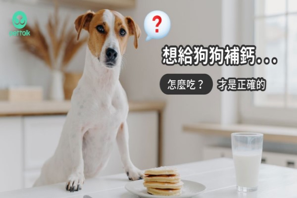 常見狗狗補鈣的錯誤觀念，怎麼吃才正確？｜專業獸醫—王小玲
