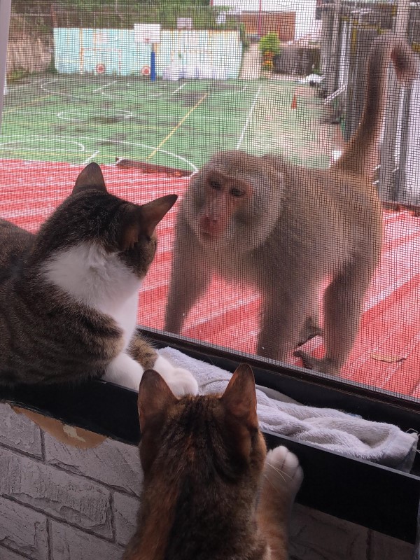 影／開窗讓貓看風景　竟遇猴子拜訪嘟嘴討親親：交個捧油？