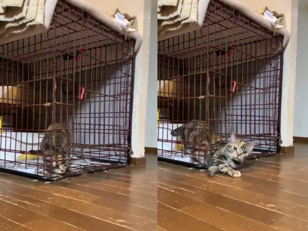 貓是液體的證據！虎斑貓展現軟骨功絕技成功「流出籠子」