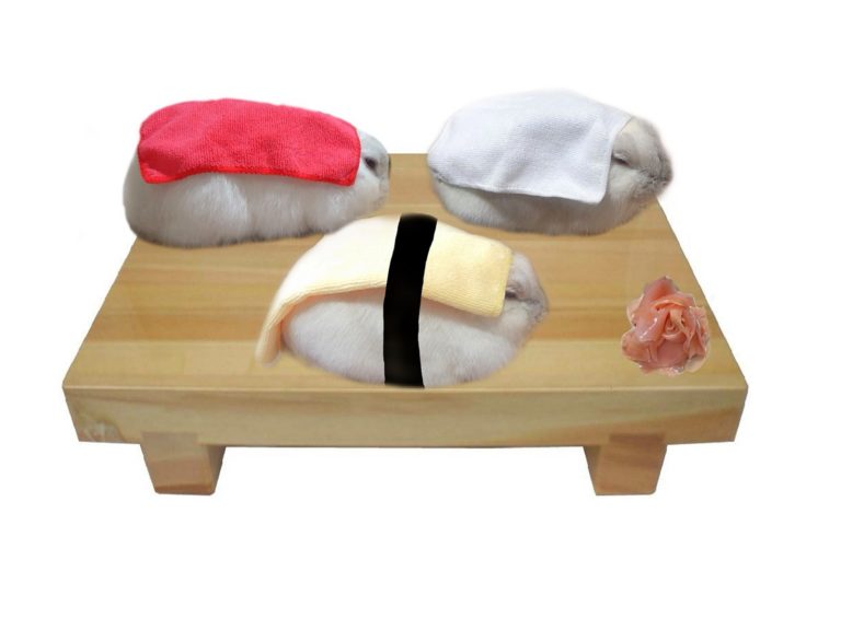 蓬鬆白兔披上紅色毛巾像極「鮪魚握壽司」　網笑：切太薄了