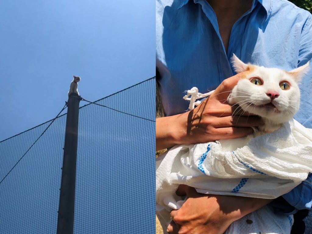 近畿大學發生橘白貓受困電線桿　救援行動贏得52萬人讚賞！