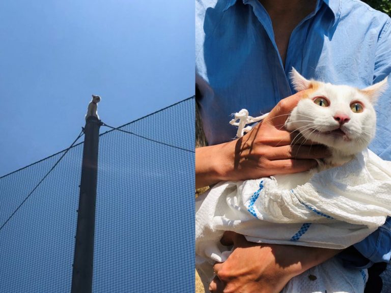 救郎喔！近畿大學發生貓咪受困電線桿事件　救援行動萬人讚賞！

