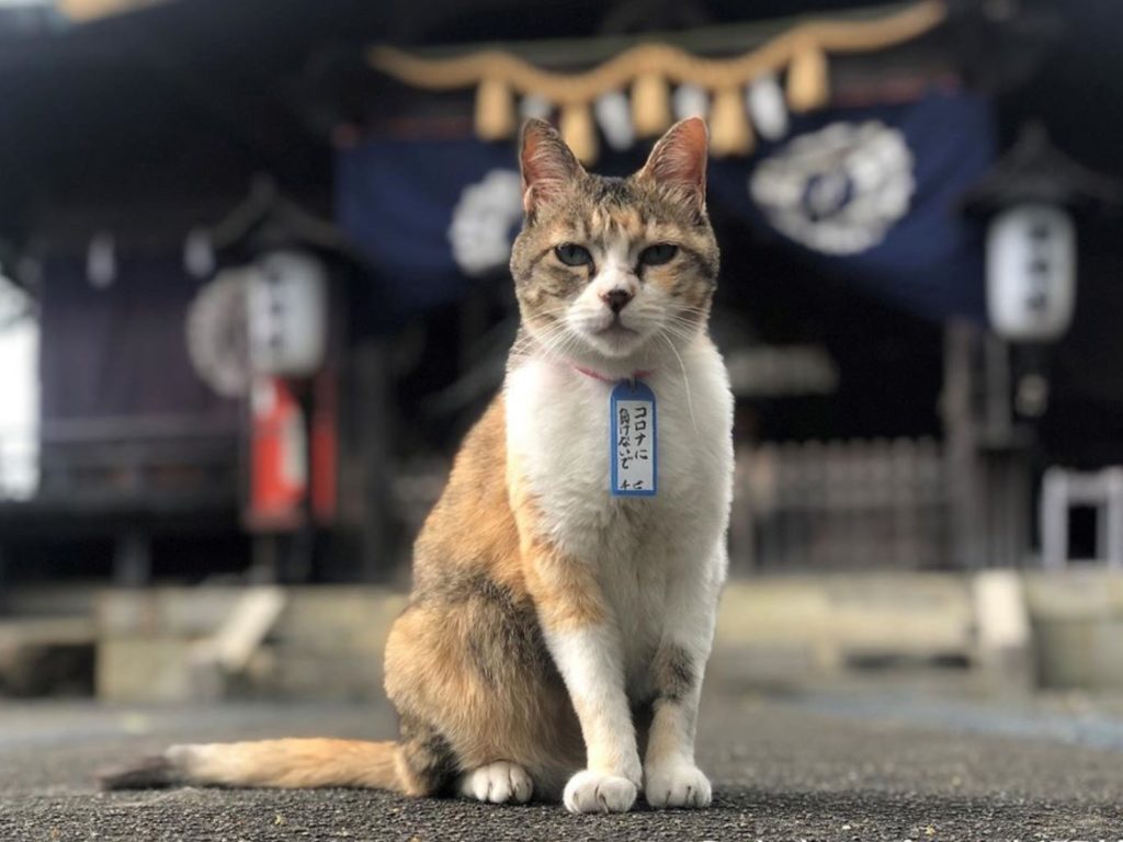 日本神社內的看板貓「小不點」（圖／IG@@tokyosports.photo）