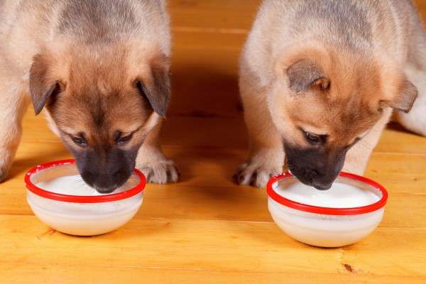 常見狗狗補鈣的錯誤觀念，怎麼吃才正確？｜專業獸醫—王小玲