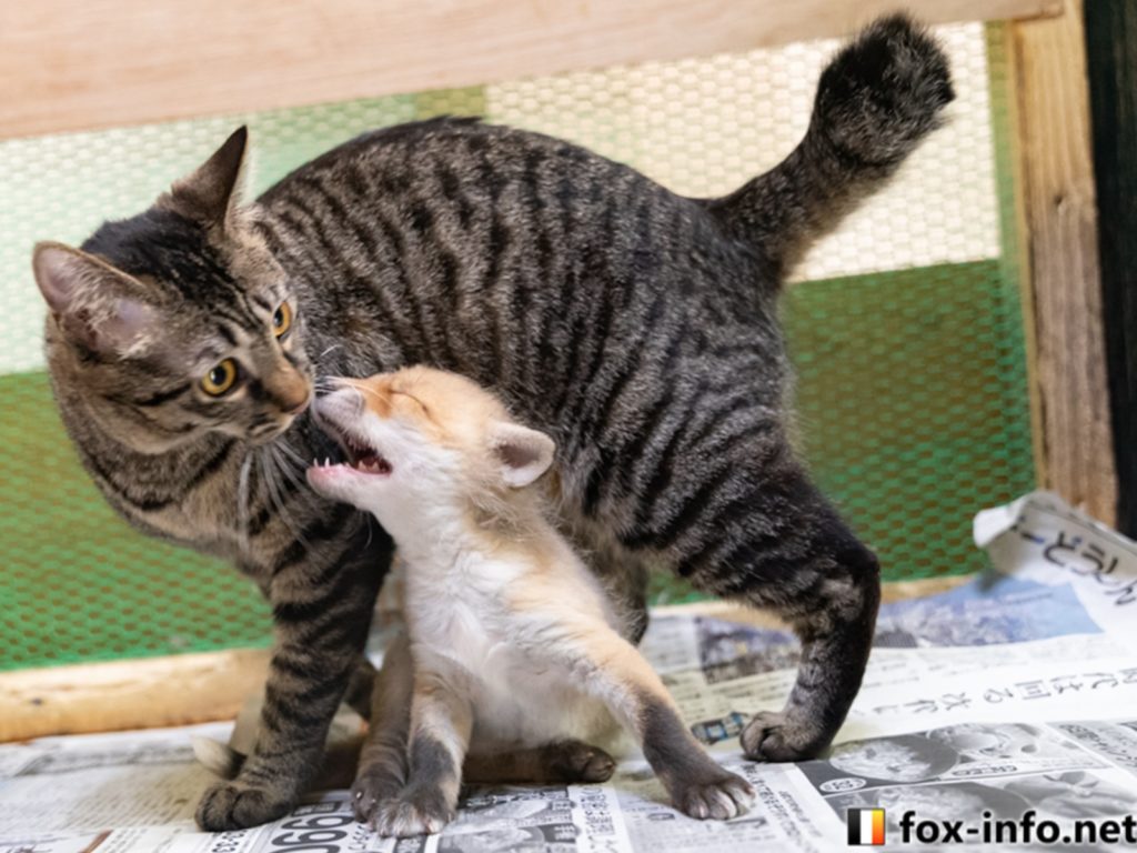 小狐狸交到貓咪好朋友　開心作伙：偶眠要永遠在一起　