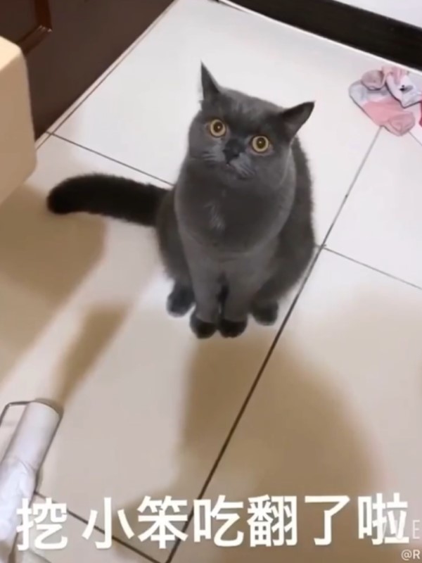 影／奴才將刮刮樂繞貓頭三圈　竟中三千元：立刻買罐罐！