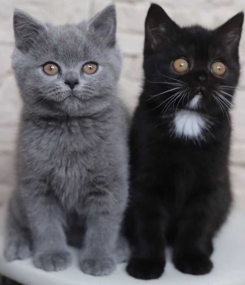 Narina的孩子中，小貓Phoenix全身灰色，小黑貓Prada胸口和Narina一樣有小白點，兩隻恰恰好合起來就是爸爸的毛色。（圖／IG@amazingnarnia）