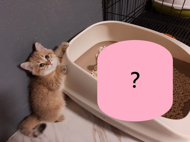 小橘貓想上廁所卻發現貓砂盆被霸占（圖／FB@ต๊อด แมวขัดจรวด）