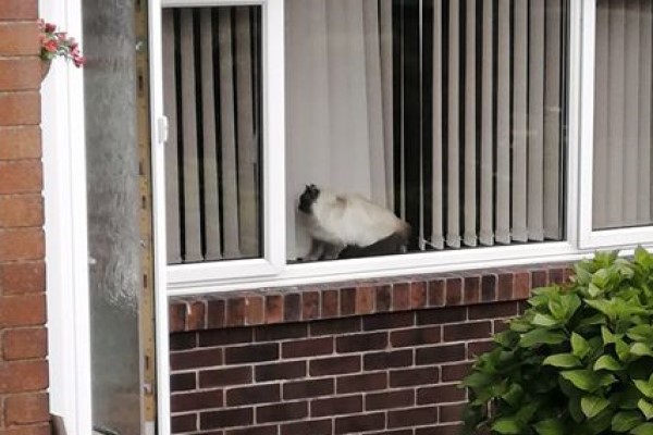 女子經過鄰居家　看到窗內生物好眼熟：那是我的貓啊！