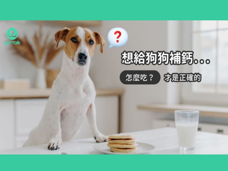 常見狗狗補鈣的錯誤觀念，怎麼吃才正確？｜專業獸醫—王小玲
