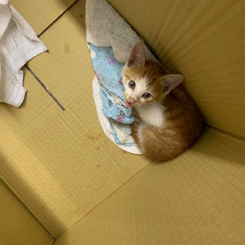 小橘貓放進箱子裡，氣噴噴直哈氣。（圖／網友許瑋庭提供） 