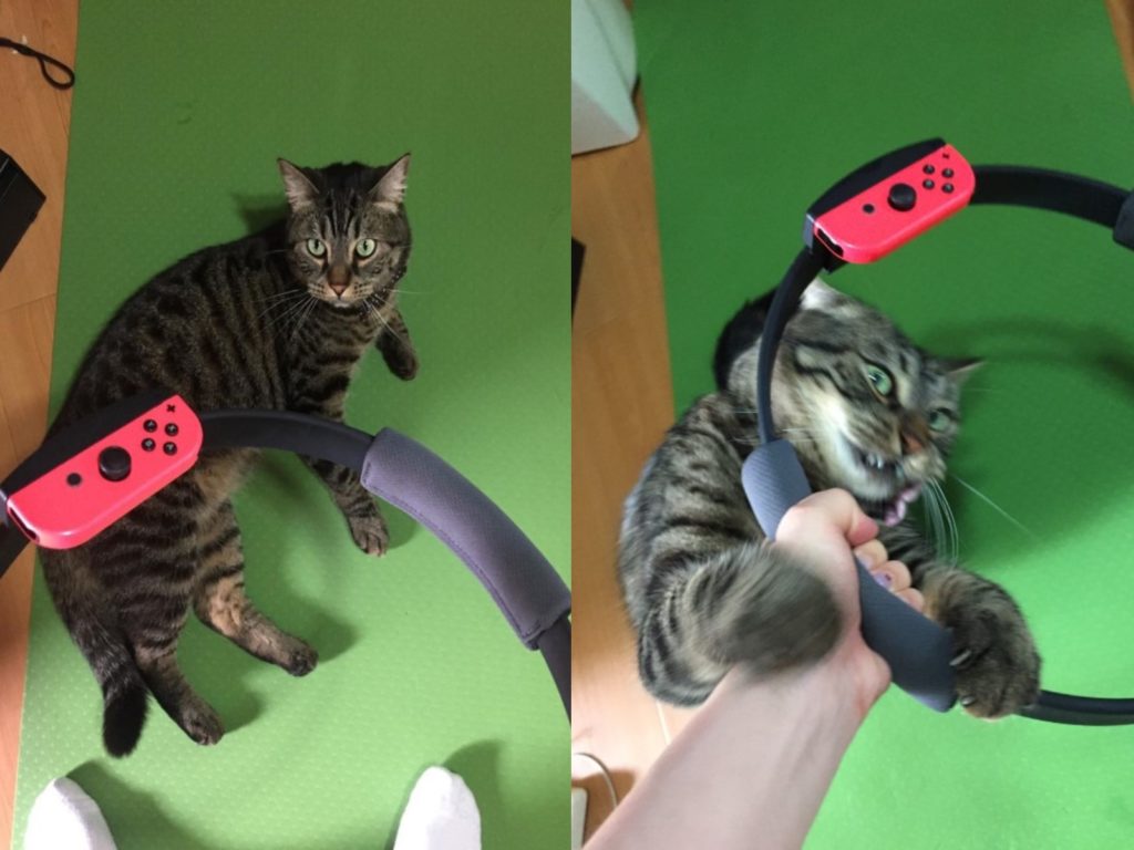 虎斑貓與主人進行健身環搶奪戰（圖／twitter＠debiruneko）