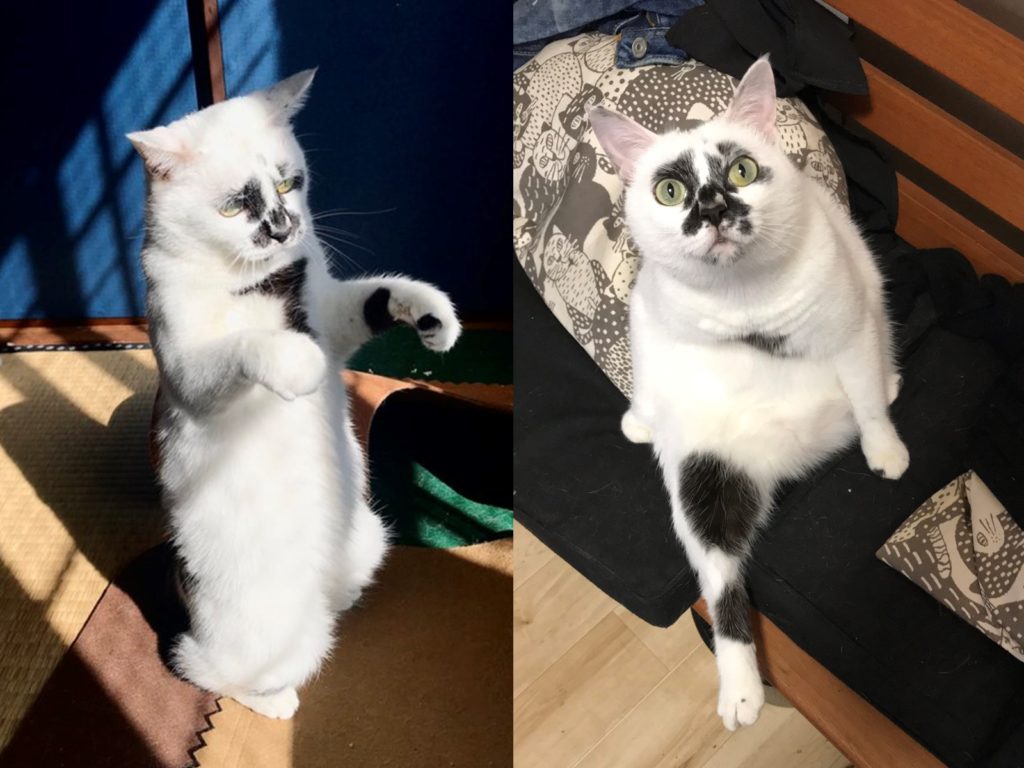 就像墨汁不小心倒在臉上的黑白貓　網友大笑：是浮世繪的貓