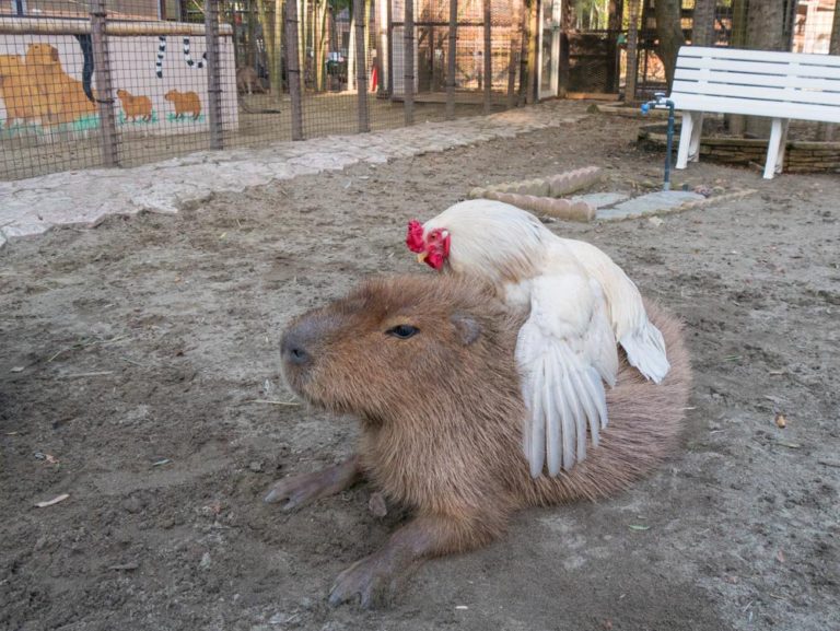 水豚與白雞是好朋友！（圖／Twitter@KUMANOMORI39）