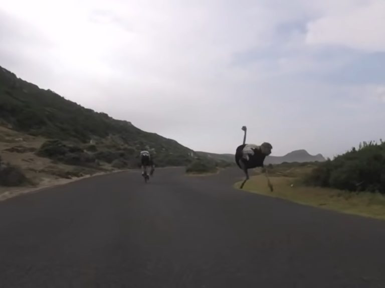 鴕鳥突然跑來跟在兩名自行車手後面狂奔。（圖／Youtube@Oleksiy） 