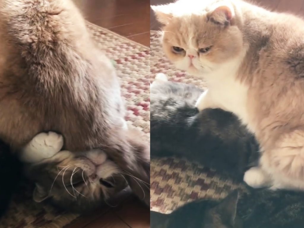 這種愛讓人窒息？扁臉貓哥哥一屁股坐在弟弟的臉「親密指壓」