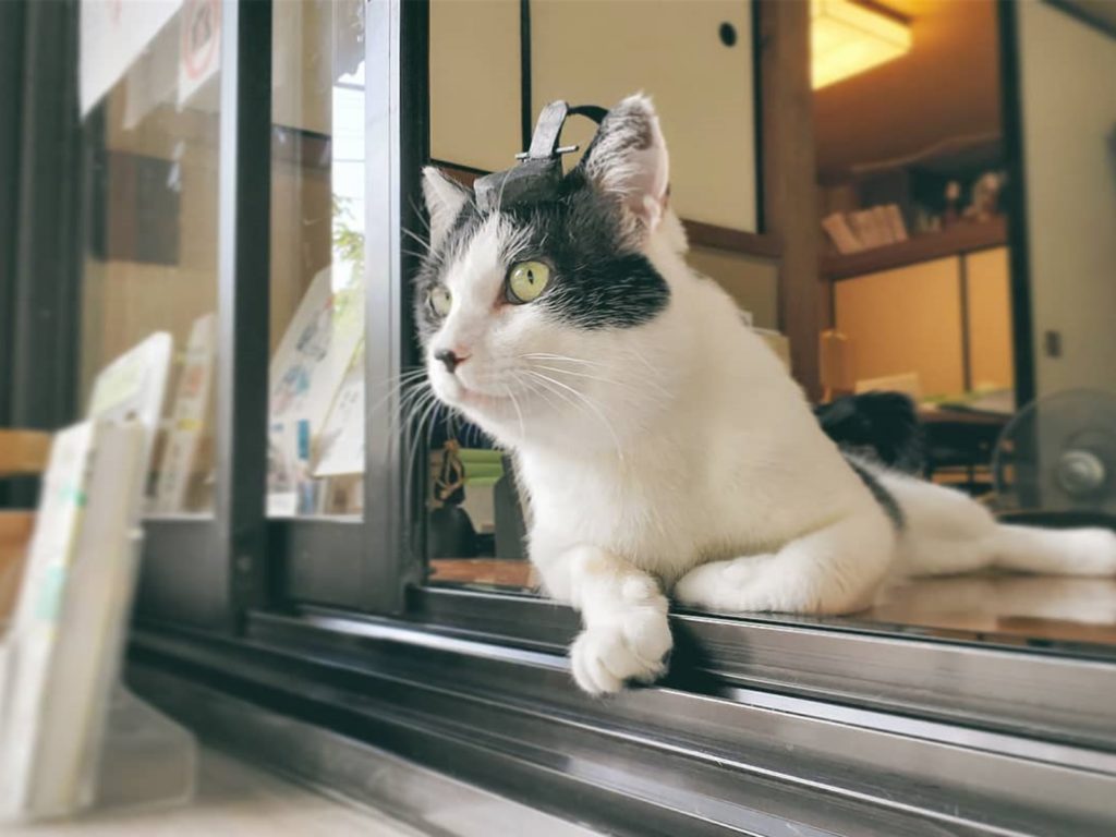 御靈神社地位最高的神職人員　「名譽宮司」乳牛貓是也