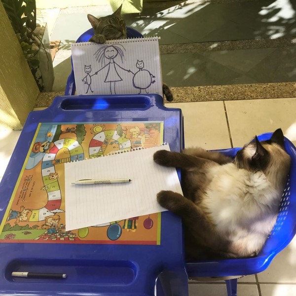 小女孩教畫畫　兩隻貓咪乖乖正坐當學生：上課啦！