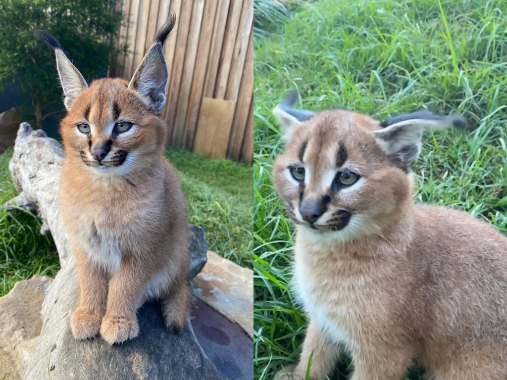 你在看偶嗎？（圖／Facebook@Wild Cat Conservation Centre） 