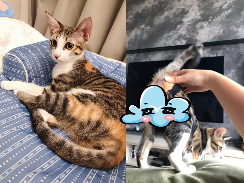 Sesame常常被摸屁屁摸到呼嚕嚕，摸其他地方還會自行更換方向，有時飼主摸到手痠都沒辦法停。這次牠主動抬起屁股，卻讓飼主發現牠竟也有「鈴鐺」！（圖／網友Mirabelle Luo授權提供） 