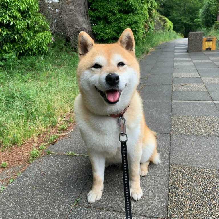 散步散步！（圖／Twitter@shibainu_komugi）