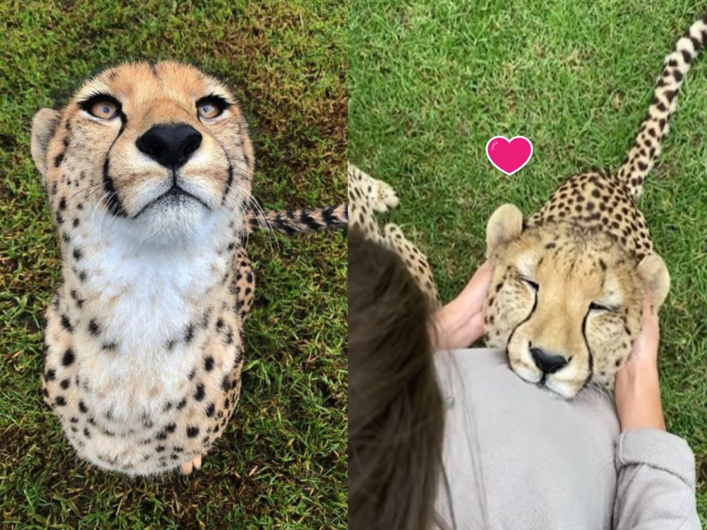 澳洲一隻獵豹非常喜歡被按摩（圖／FB@Wild Cat Conservation Centre）