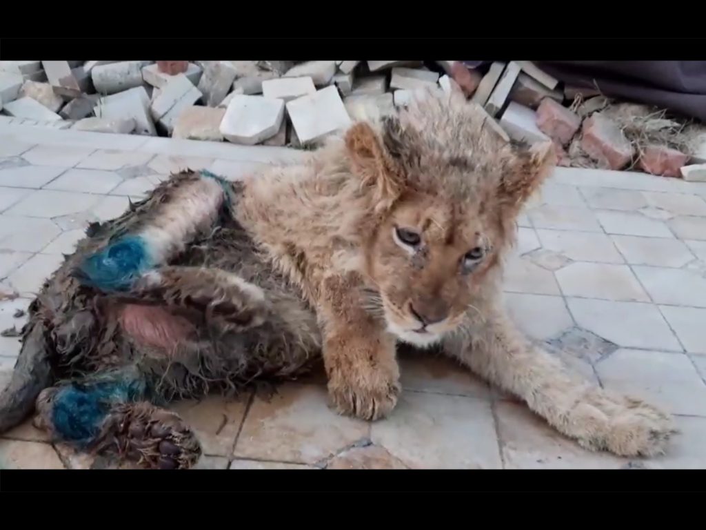 小獅子遭虐打斷腿棄穀倉　救難人員心痛控訴：根本地獄！
