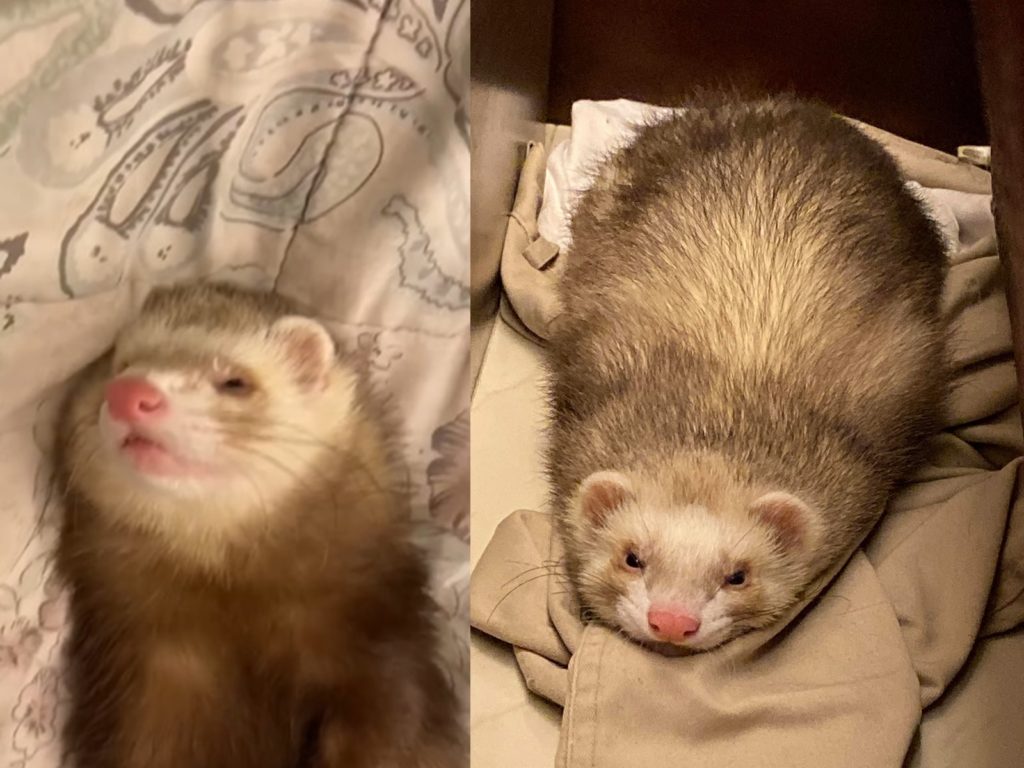 阿公疼孫給雪貂用按摩機「馬殺雞」　表情舒服到併軌！