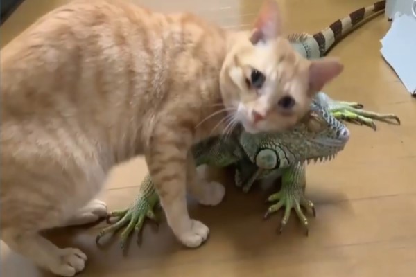 橘貓把綠鬣蜥當「不求人」　狂磨蹭搔頭：這個刺刺很可以！