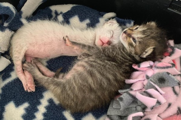 小奶貓姊弟感情超好　睡覺一定互相抱甚至還要牽手手！