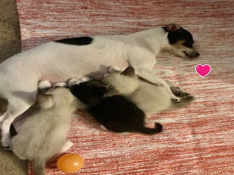 一隻被遺棄的母狗將三隻小貓當作自己的寶寶（圖／Stacee Jones）