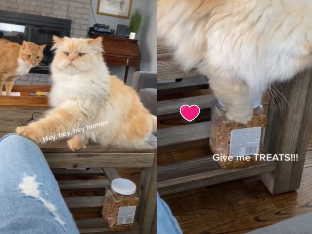 貓咪用手直接告知奴才想要吃餅乾（圖／翻攝自TikTok@paige.evanss）