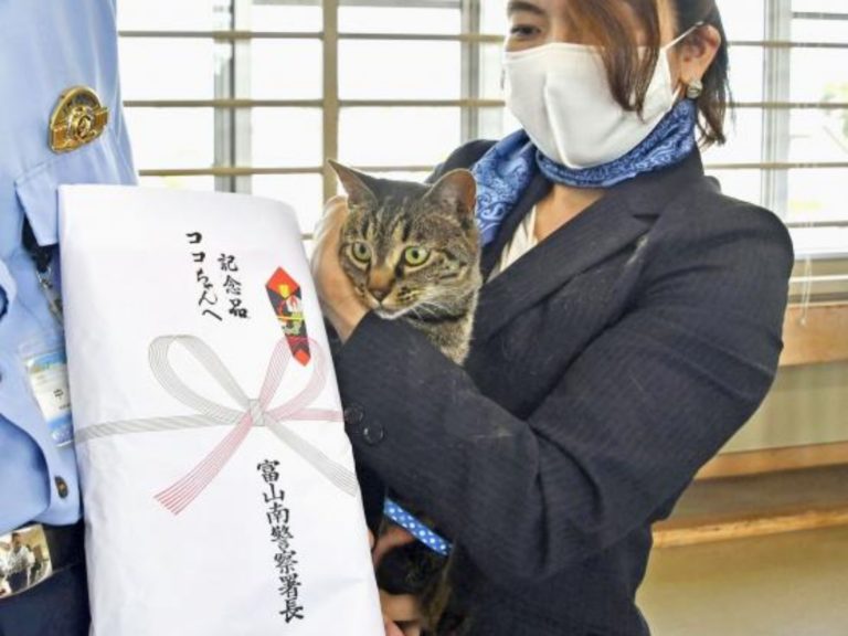 日本虎斑貓機靈拯救落水老人　獲警頒貓糧一包表揚義舉！
