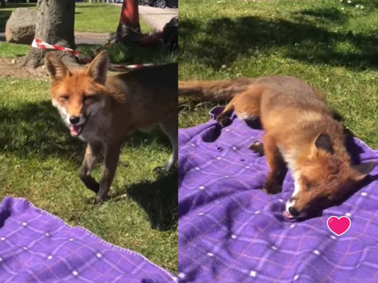 英國一名女子在草地上野餐時巧遇野生狐狸（圖／翻攝自FB@Jessika Toward）