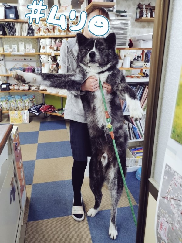 3個月秋田犬重達18公斤都快抱不動　網傻眼：是巨嬰吧！