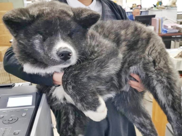 3個月秋田犬重達18公斤都快抱不動　網傻眼：是巨嬰吧！
