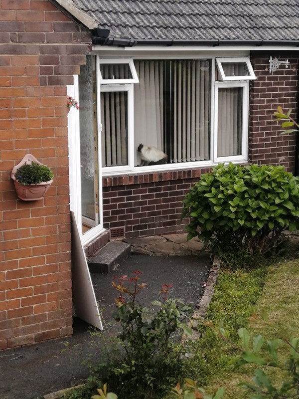 女子經過鄰居家　看到窗內生物好眼熟：那是我的貓啊！