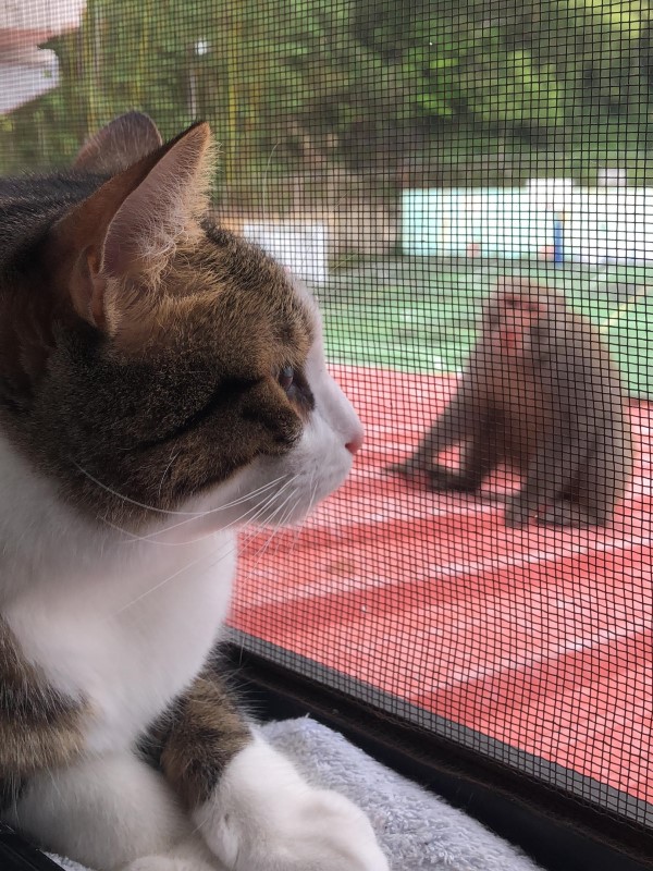 影／開窗讓貓看風景　竟遇猴子拜訪嘟嘴討親親：交個捧油？