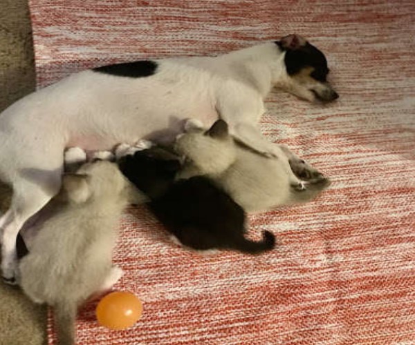 失去寶寶的母狗遇見三隻小奶貓　第一眼就愛上：我來當媽媽！