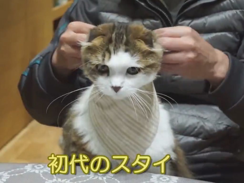 餐桌禮儀從小養成　日本貓咪展示圍兜兜獨門特技