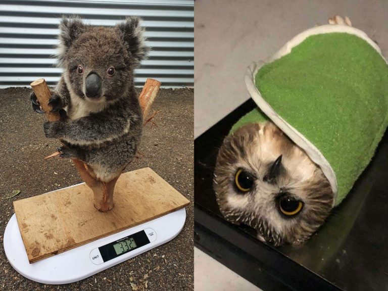 原來是可愛內餡的壽司啊～還以為是貓頭鷹呢！（圖／Kangaroo Island Koala and Wildlife Rescue CentreReport; reddit） 